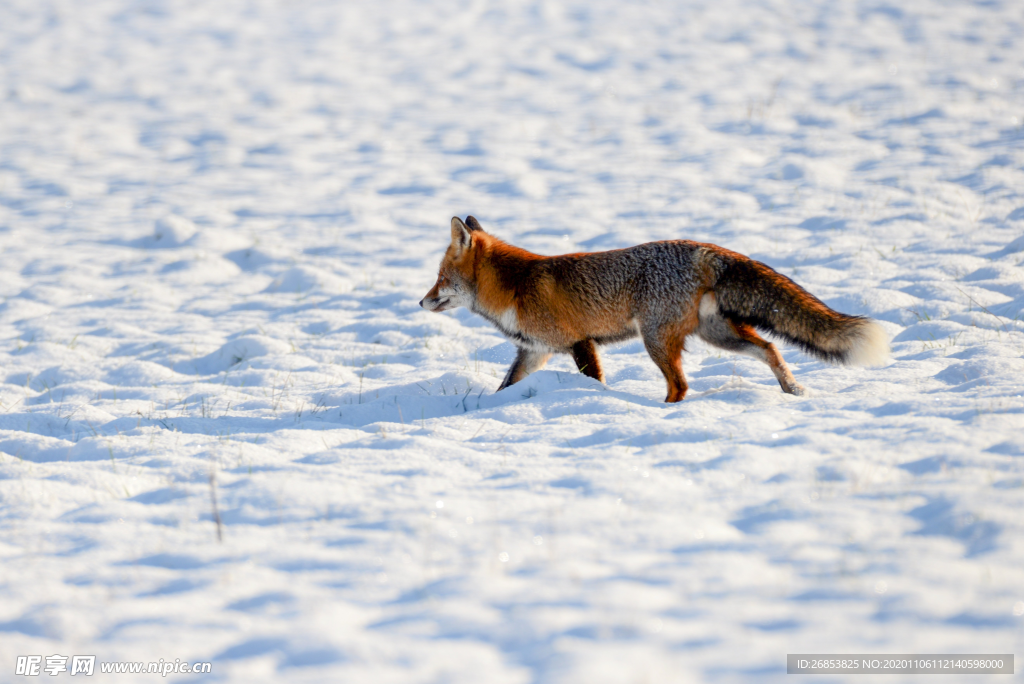 雪地里的尖嘴狐狸