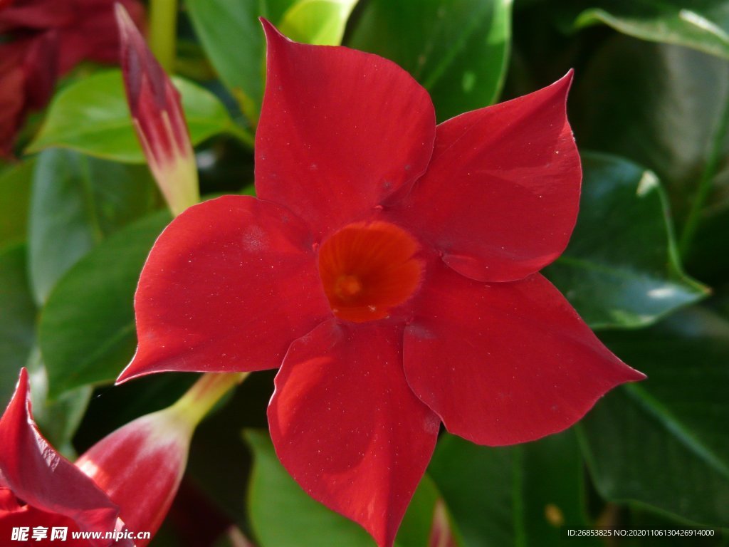 花朵娇柔艳丽的红蝉花