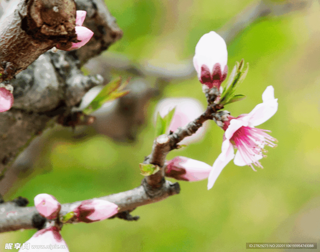 花