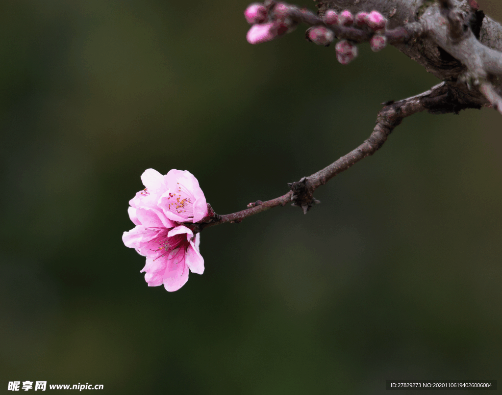 花