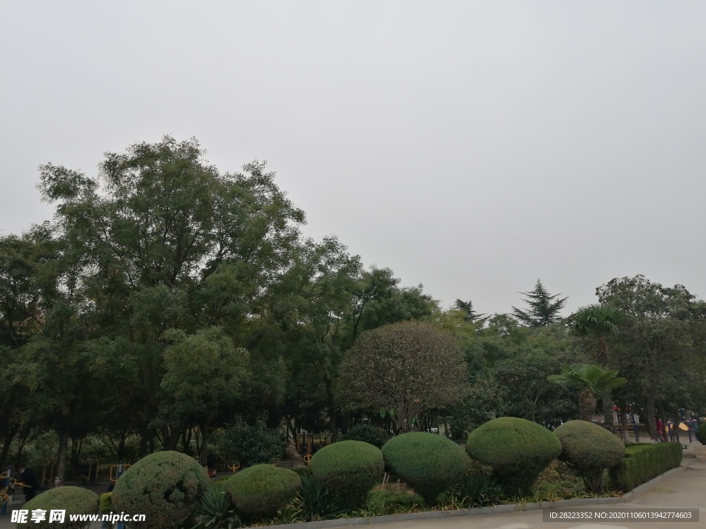 绿色植物 花草素材图片