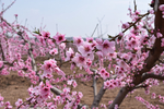 桃花三两枝