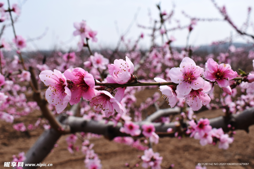 桃花