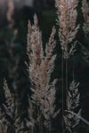 狗尾巴草