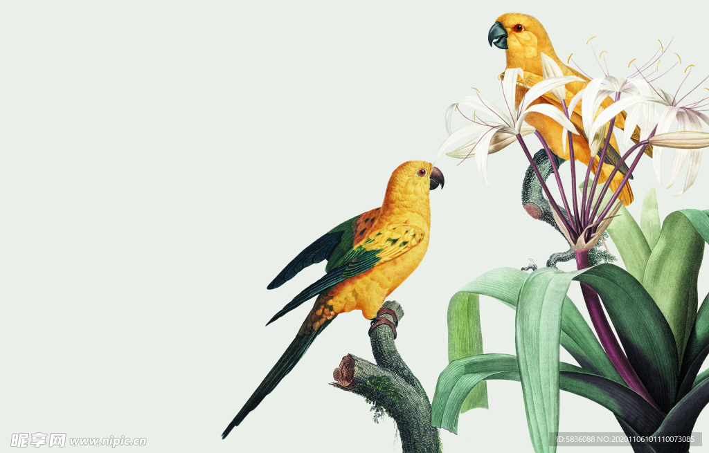 鹦鹉花朵对鸣图背景装饰画