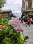 诗经里路旁绣球