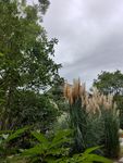 小树林芦苇