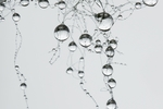 水珠