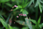 野花 鲜花