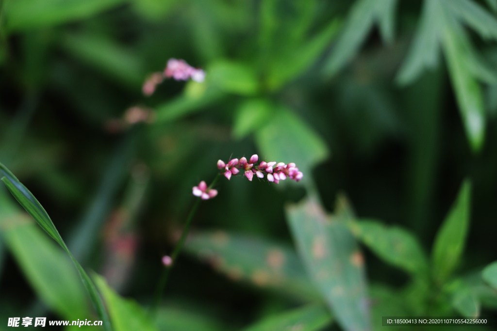 野花 鲜花