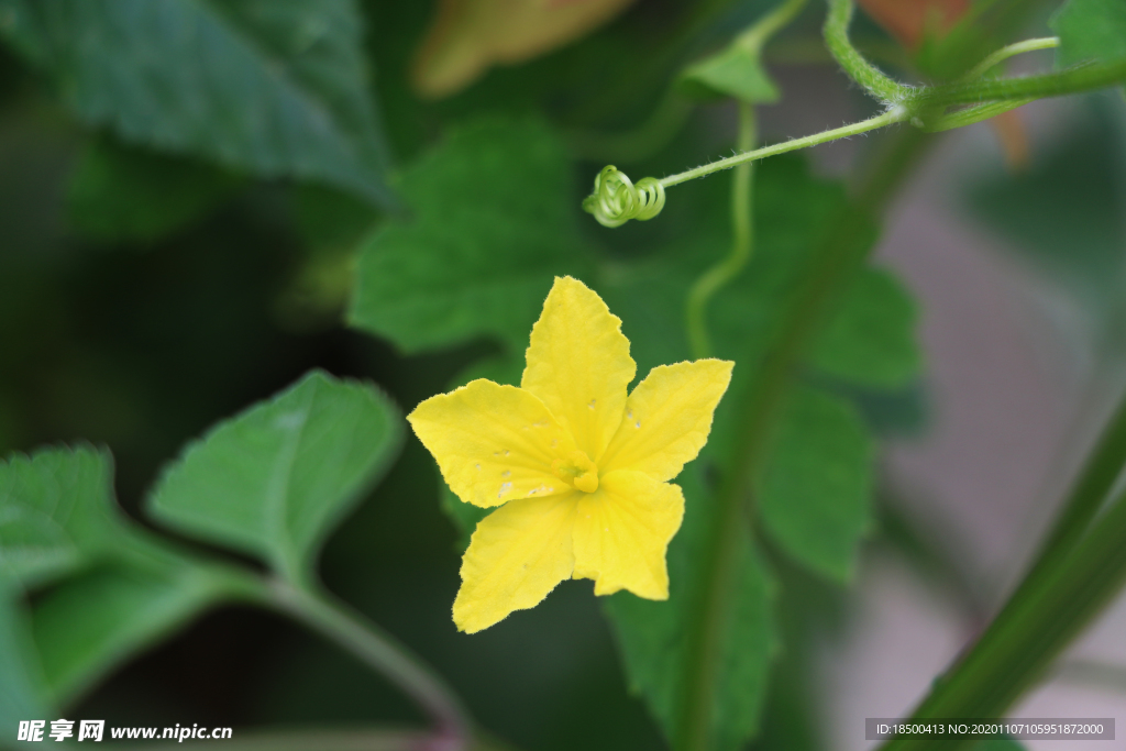 南瓜花