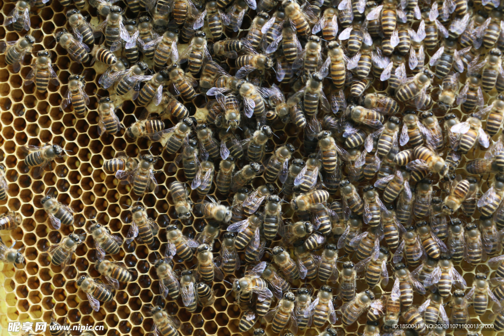 蜂脾 蜜蜂养蜂