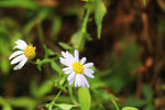 狗娃花山间野花