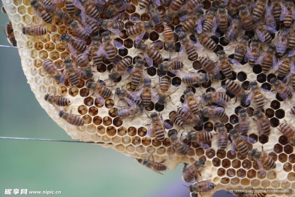 蜂脾 养蜂
