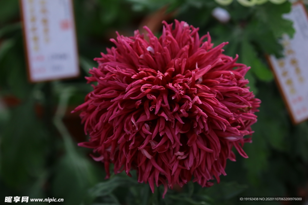 菊花