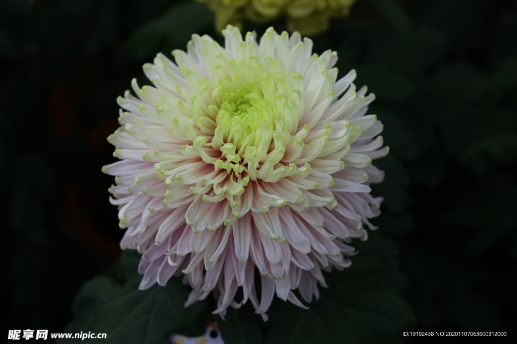 菊花