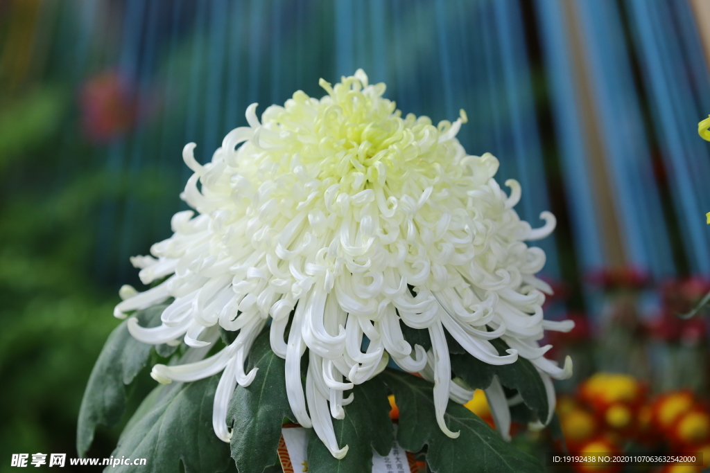 菊花