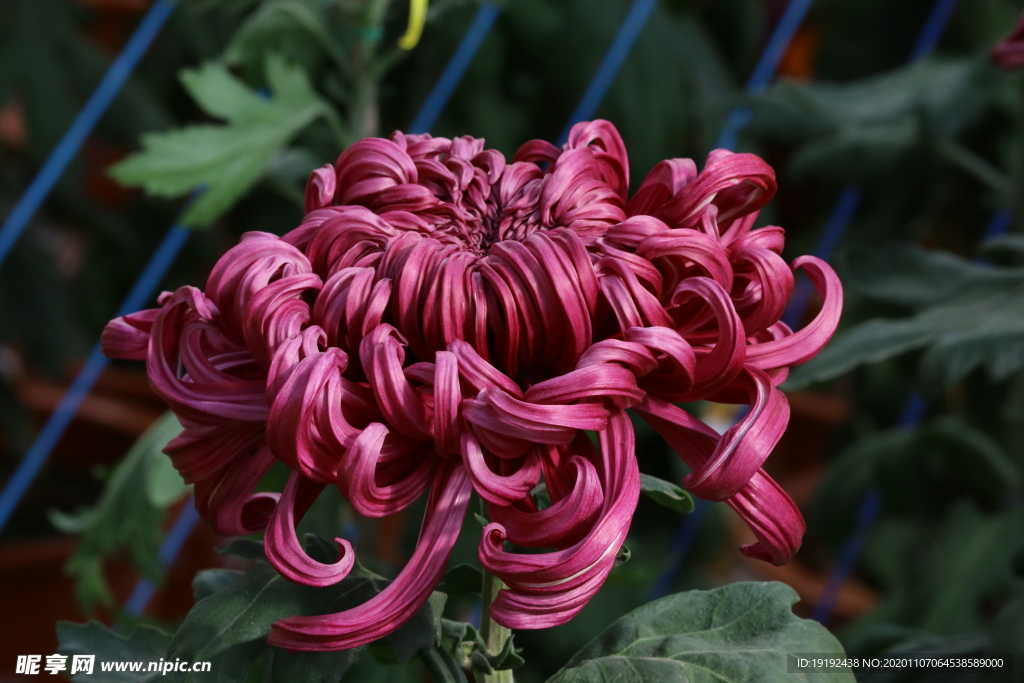 菊花