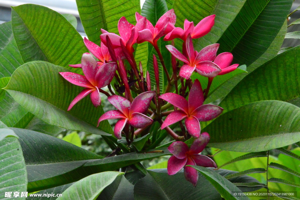 鸡蛋花
