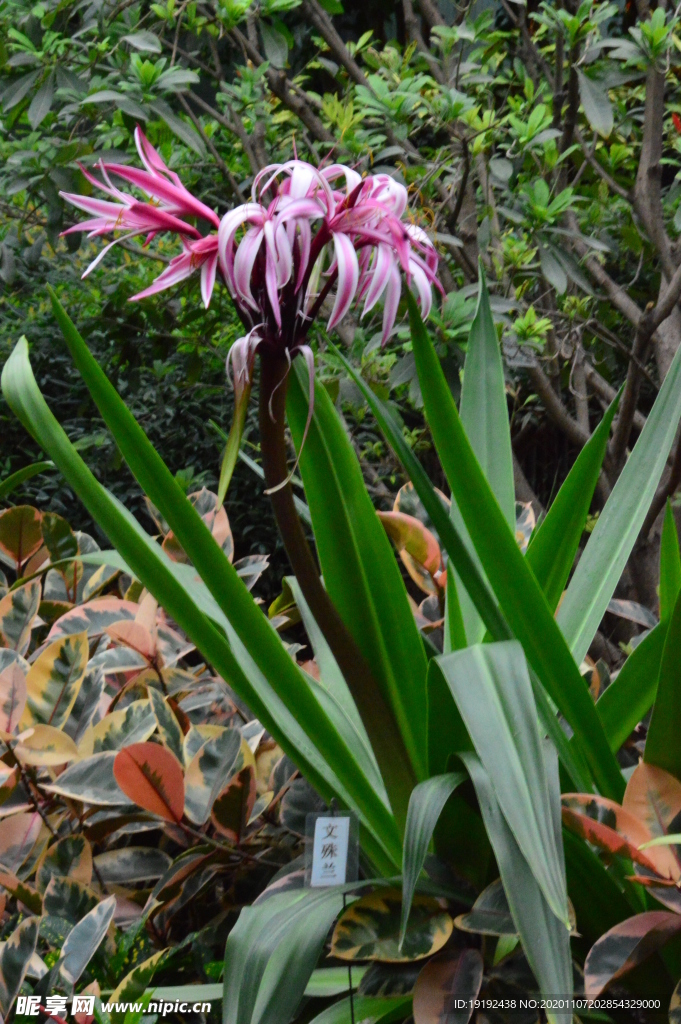 红花文殊兰