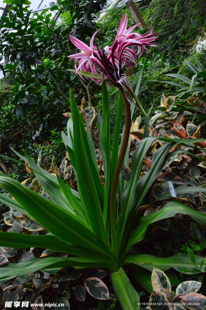 红花文殊兰