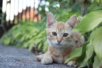 家猫