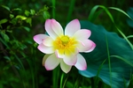 莲花