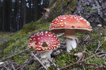 野生蘑菇
