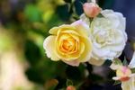 玫瑰花