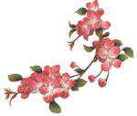 彩绘梅花
