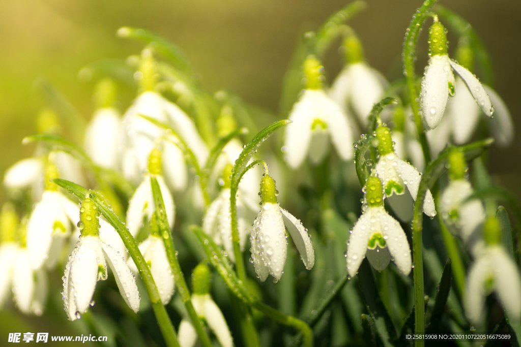 雪滴花