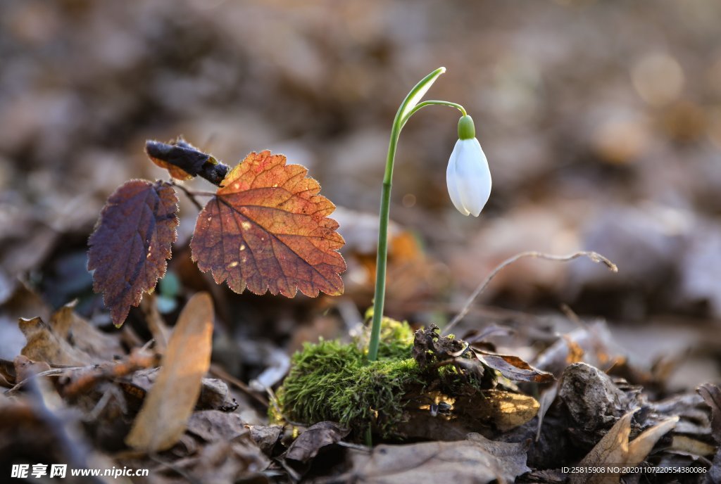 待雪草