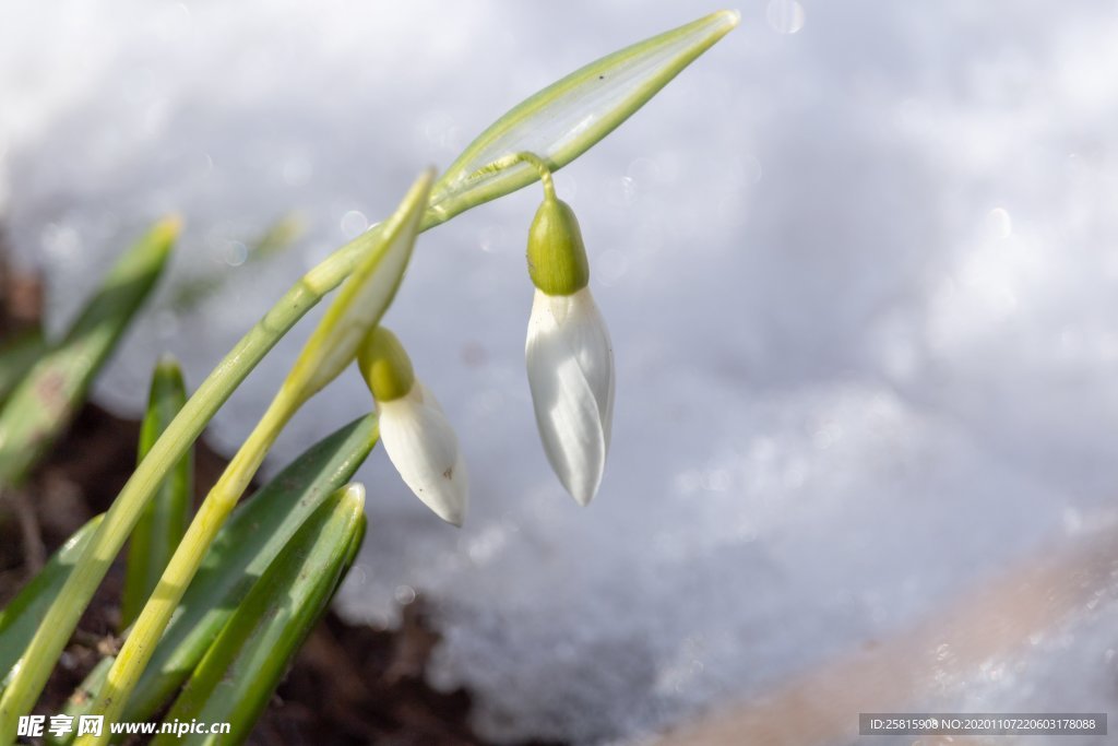 小雪钟