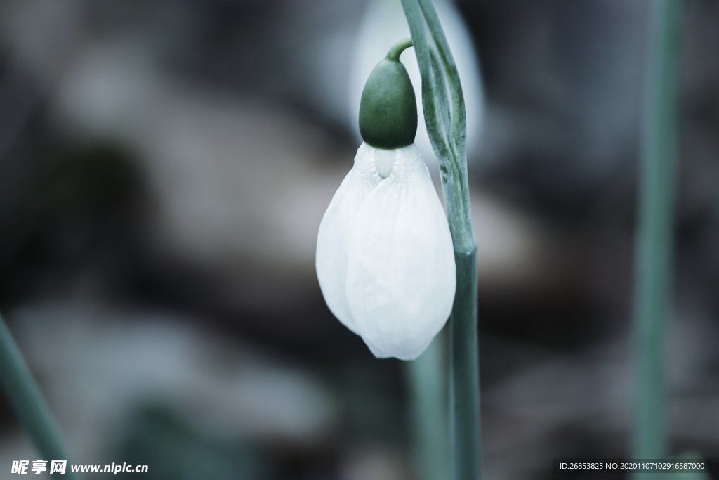 清新的雪花莲