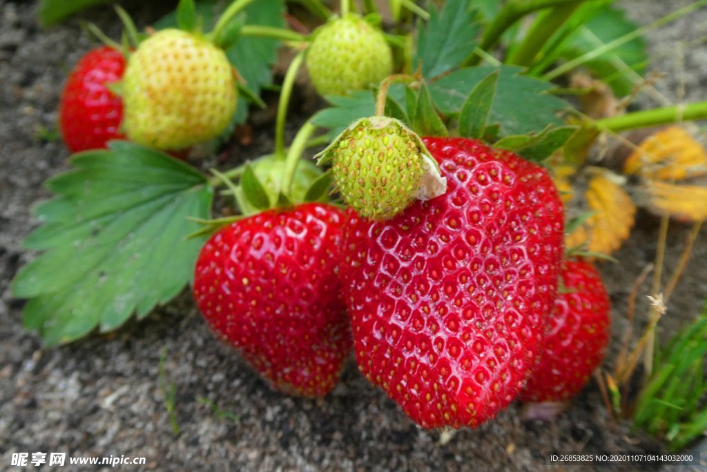 营养丰富的草莓