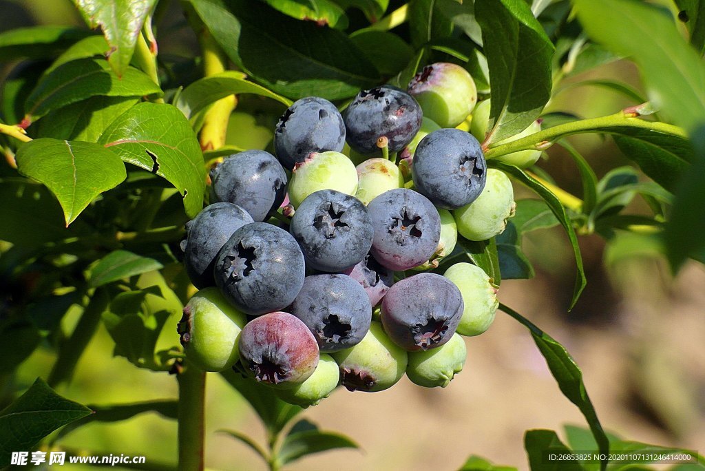 枝头上成熟的蓝莓
