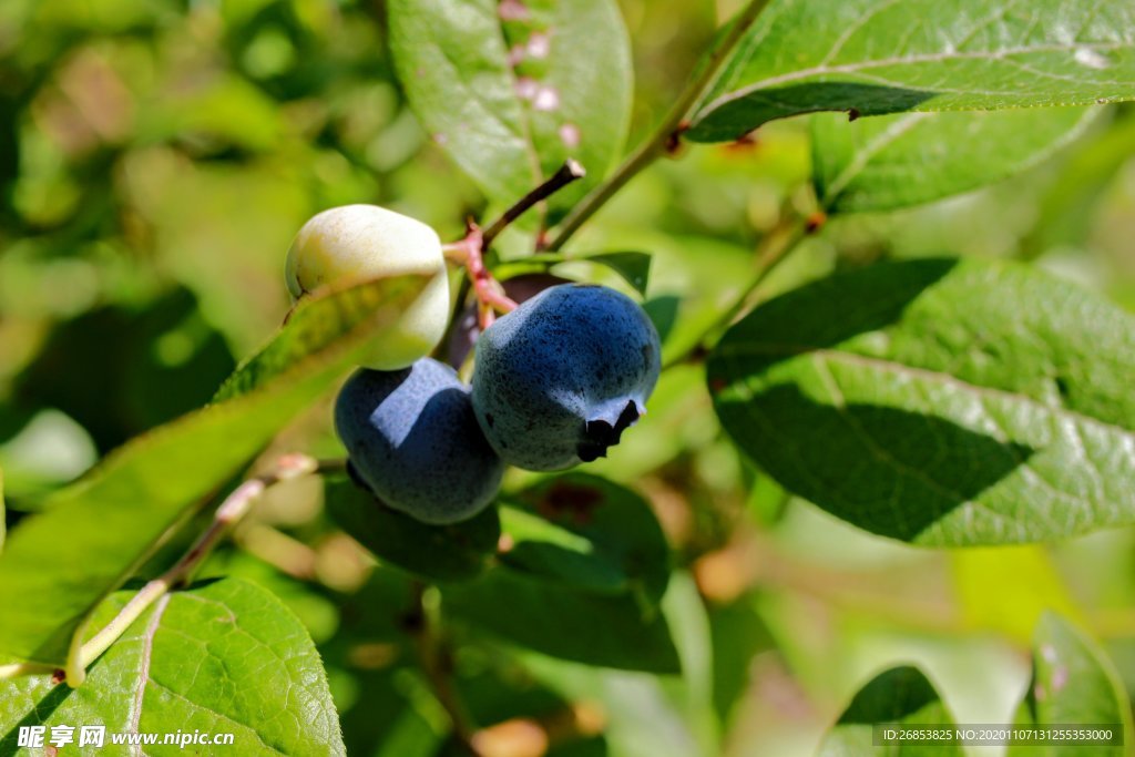 枝头上成熟的蓝莓