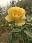 月季花