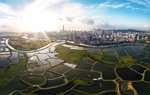 城市