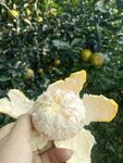 剥皮沃柑