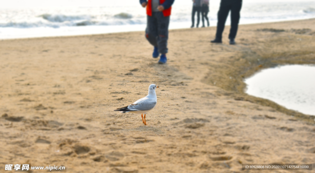 海鸥