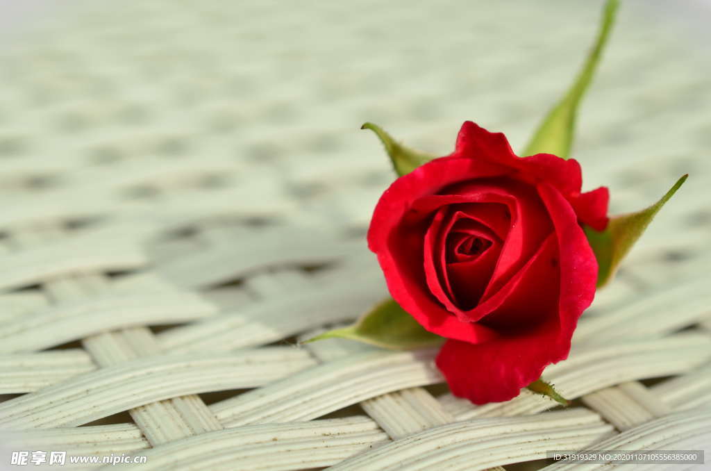 红玫瑰花 玫瑰 红玫瑰 浪漫