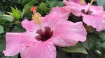 朱瑾花