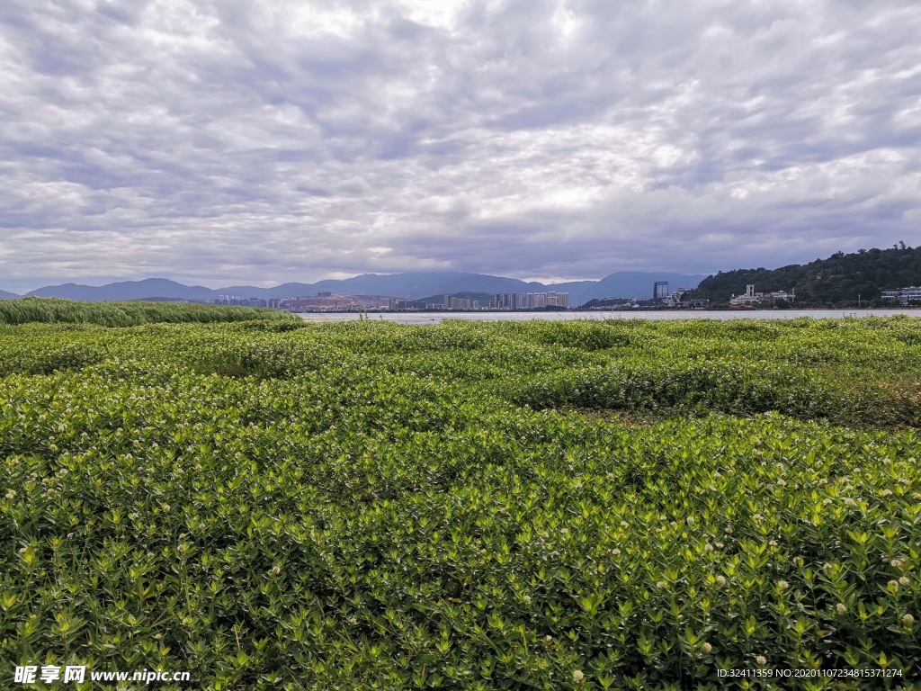 草地和云海