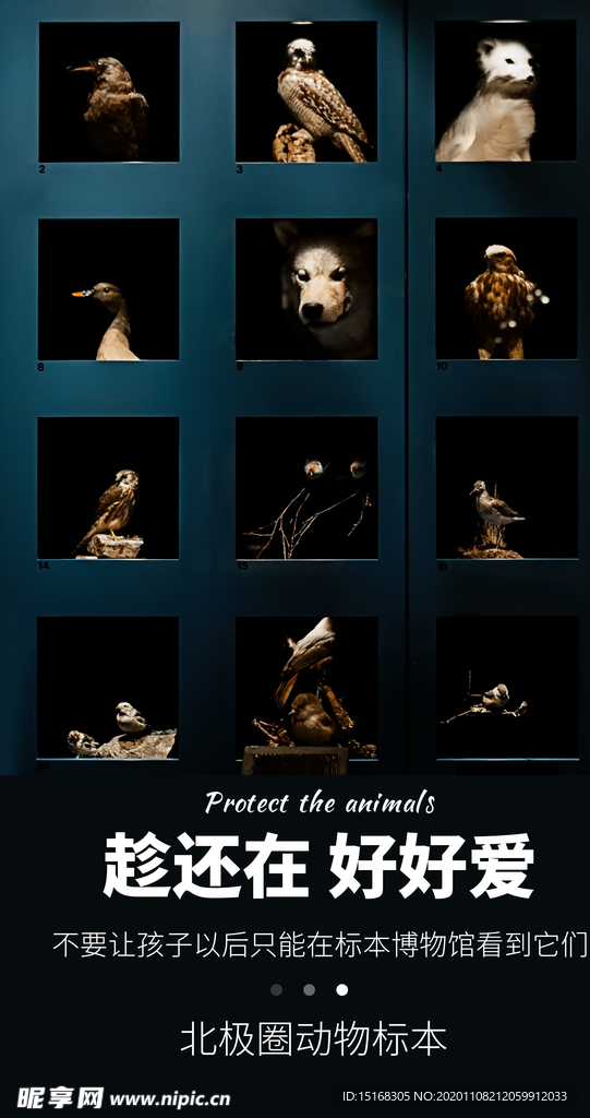 保护动物公益宣传海报