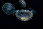 海蜇水生生物