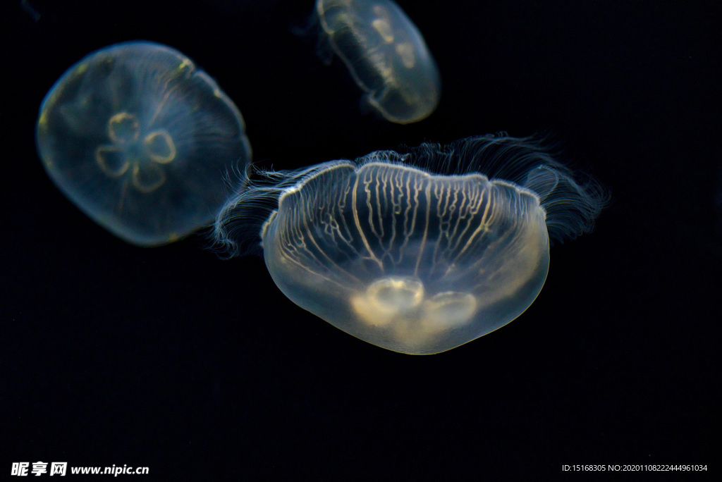 海蜇水生生物