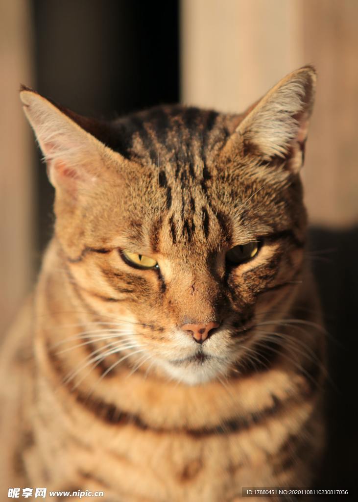猫