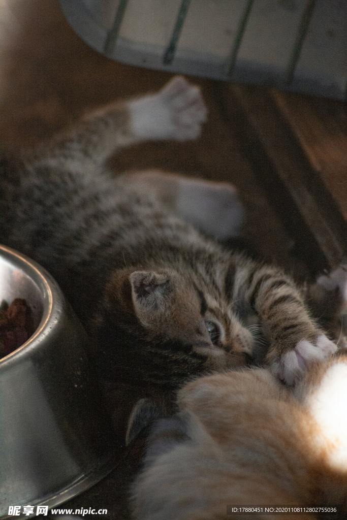 猫