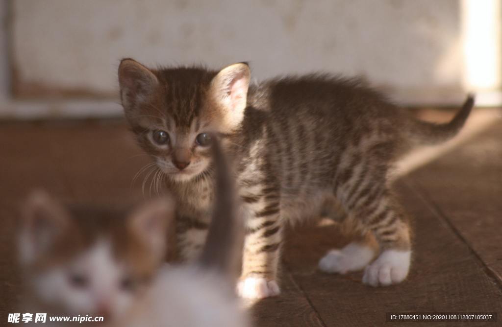 猫